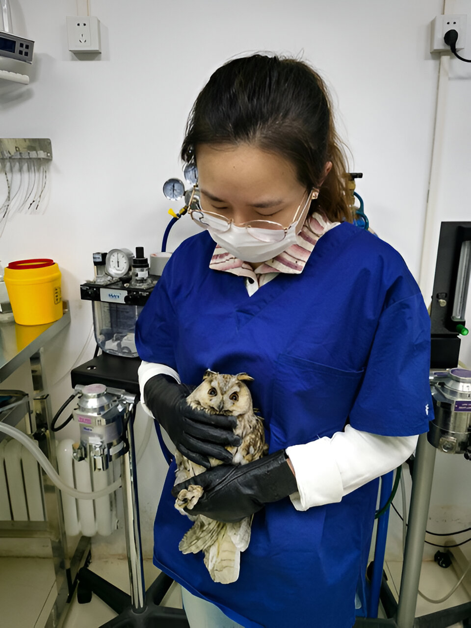 Prise en charge des jeunes chouettes 