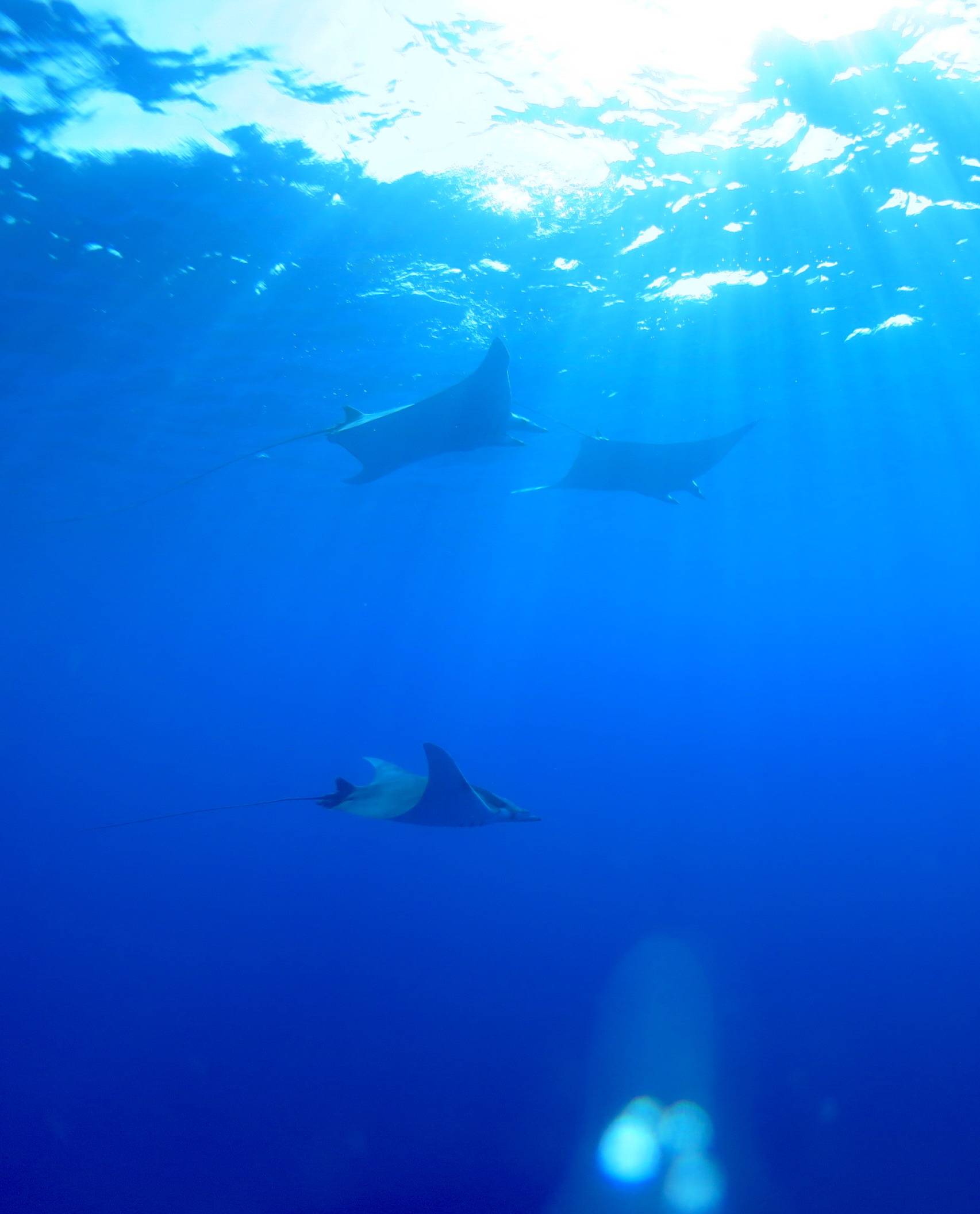 Running the ELASMED network