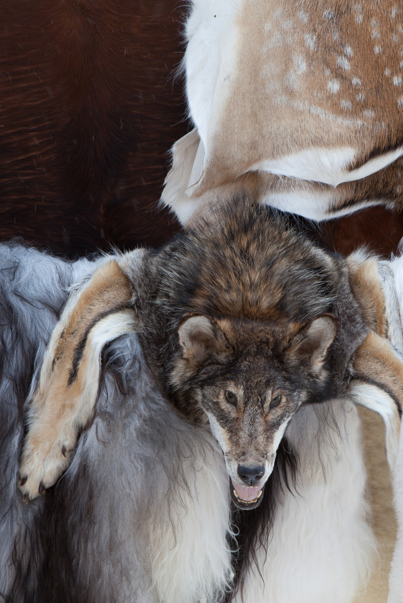 Raising awareness and combating poaching